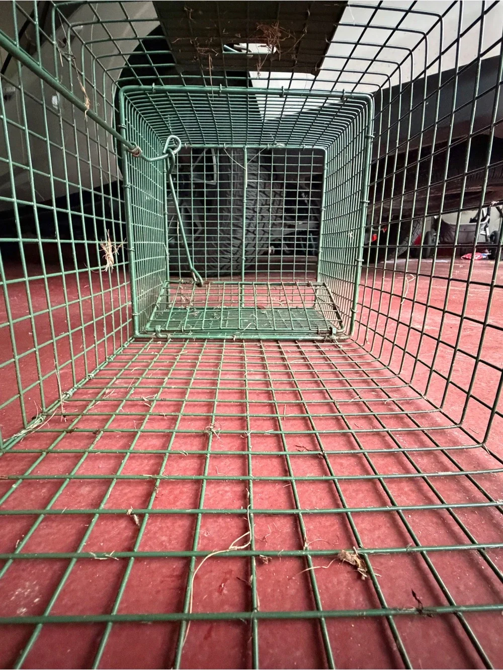 Duke Traps HD Large Cage Trap with Top Carry Handle